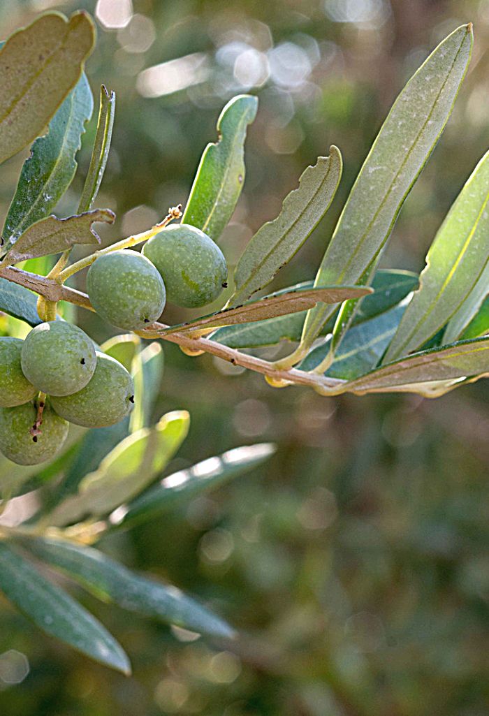 GuteSachen_AlmazaraRiojana_EcoleusTempranoArbequina_Olivenoel_Bio_1_20220223